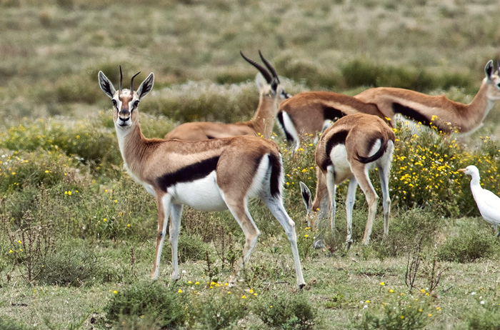 Springbok in Kenya