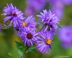 Purple Wildflower...