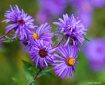 Purple Wildflower...