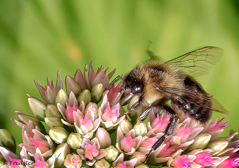 Pollen Collector