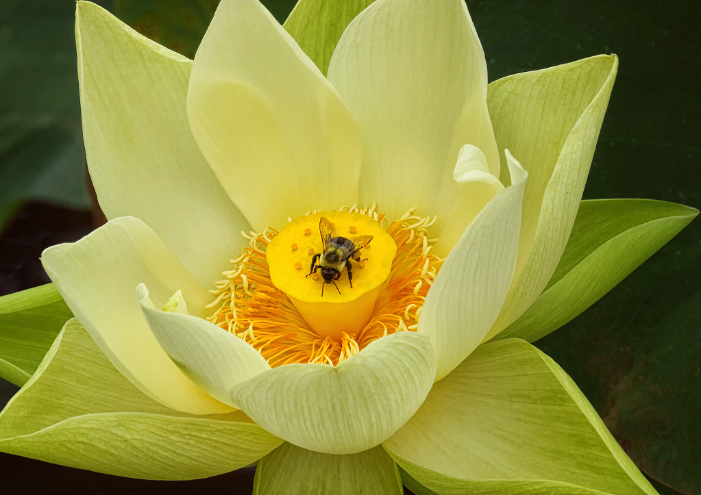 Lotus and Bee