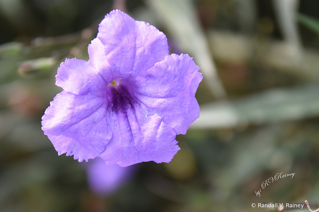 Mexican Blue Bells flower Macro