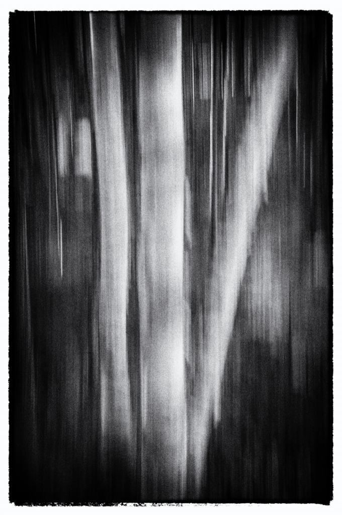 A Forest Abstract in Black and White
