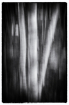 A Forest Abstract...