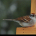 © Cheryl Pipher PhotoID # 15852203: New Years Morning Greeting 2014 