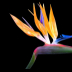 © Cheryl Pipher PhotoID # 15852207: Bird of Paradise 2 