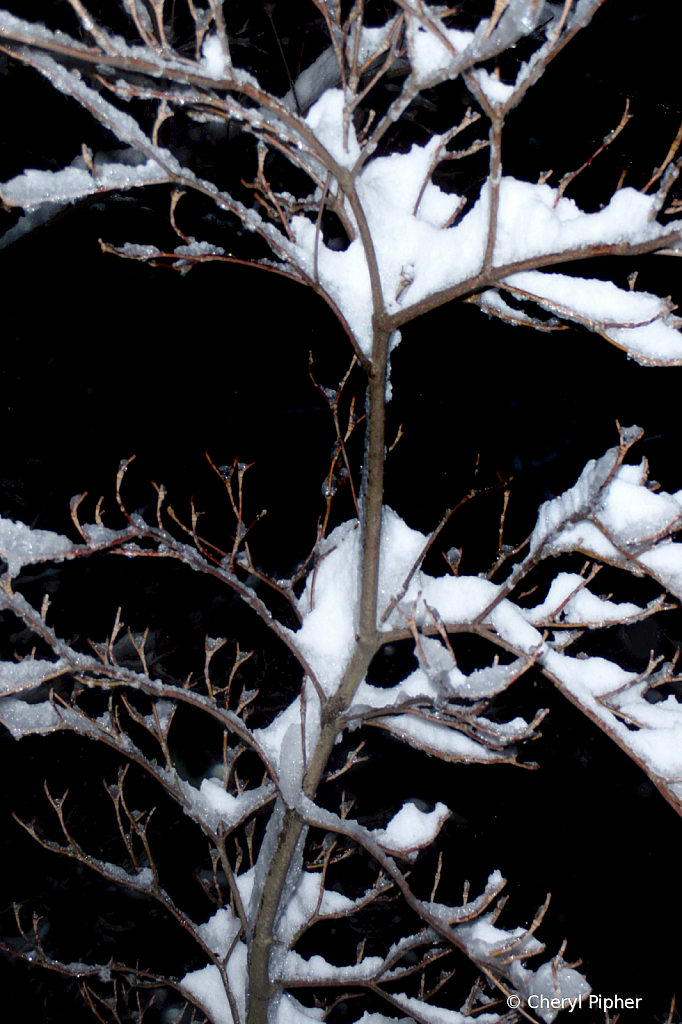 Snow Covered Branch in Nearly Black & White - ID: 15852214 © Cheryl Pipher