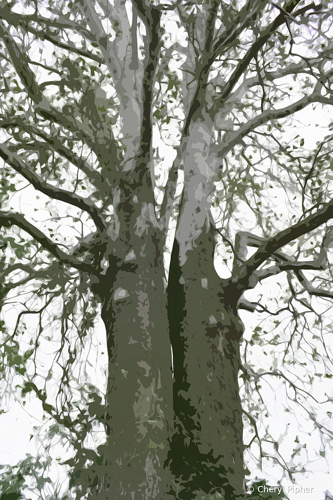 Two Trees as One - Abstract - ID: 15852220 © Cheryl Pipher