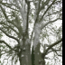 © Cheryl Pipher PhotoID # 15852220: Two Trees as One - Abstract