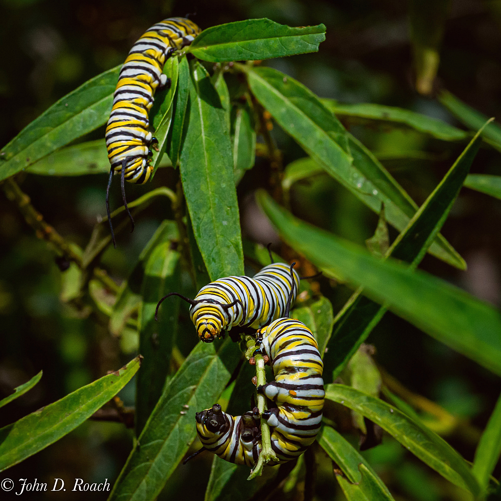 Monarch Caterpillar Larvae - ID: 15852476 © John D. Roach