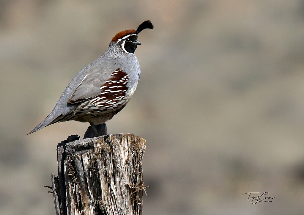 California Quail