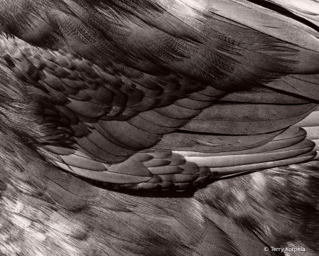 Close Up of a Blue Runner Duck