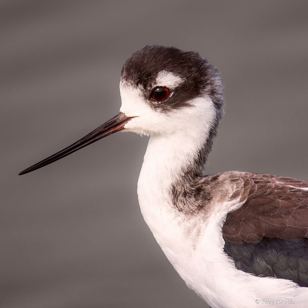 Black-necked Stilt (Portrait)