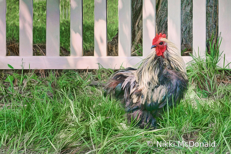 Bantam Cochin in Farmhouse Yard