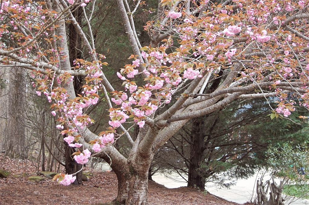 Cherry Blossoms