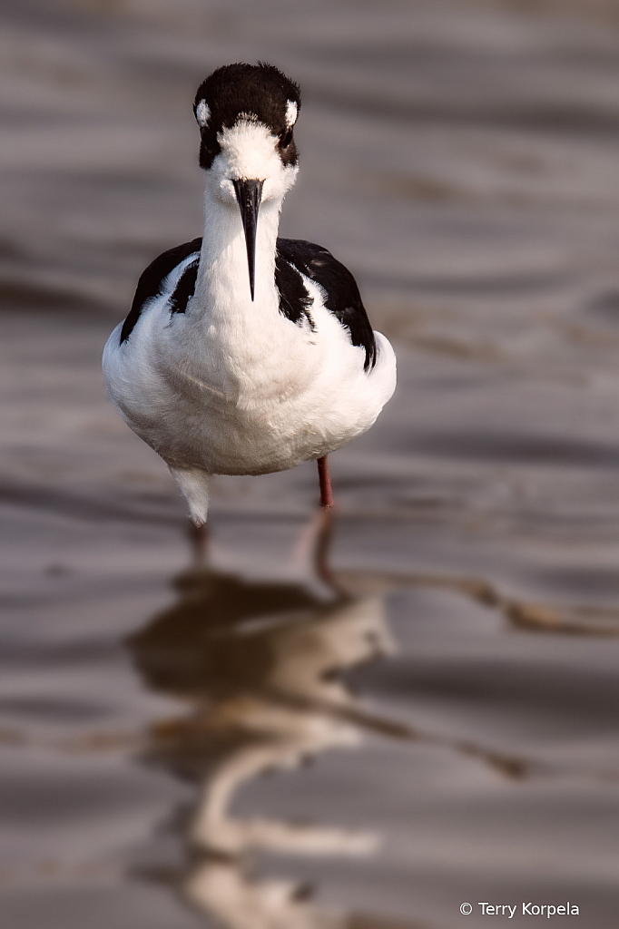 Black-necked Stilt