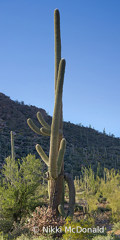 Saguaro