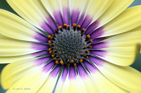 African Daisy