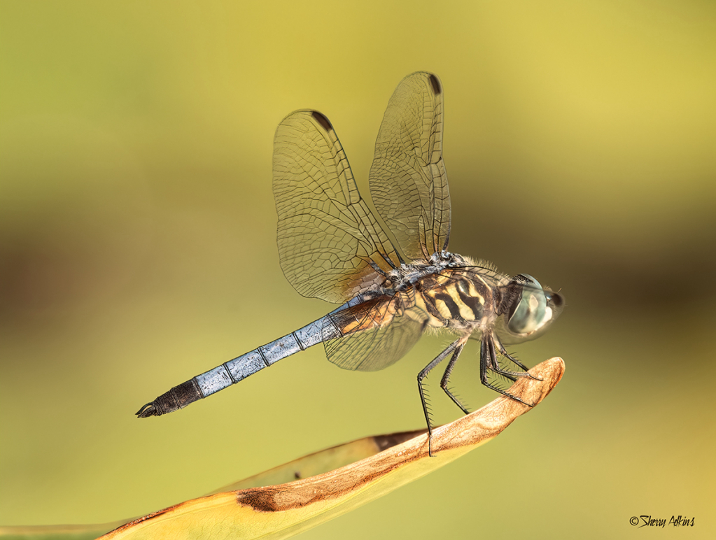 Dragonfly - ID: 15852826 © Sherry Karr Adkins