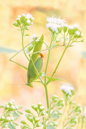 The Katydid All Grown Up