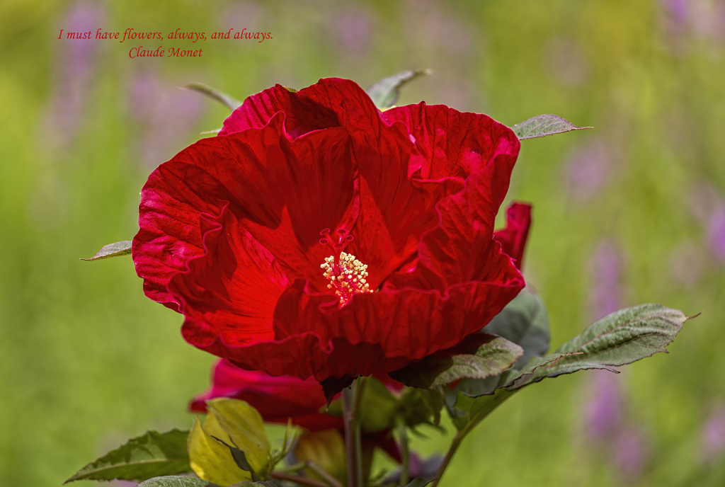 Red Hibiscus