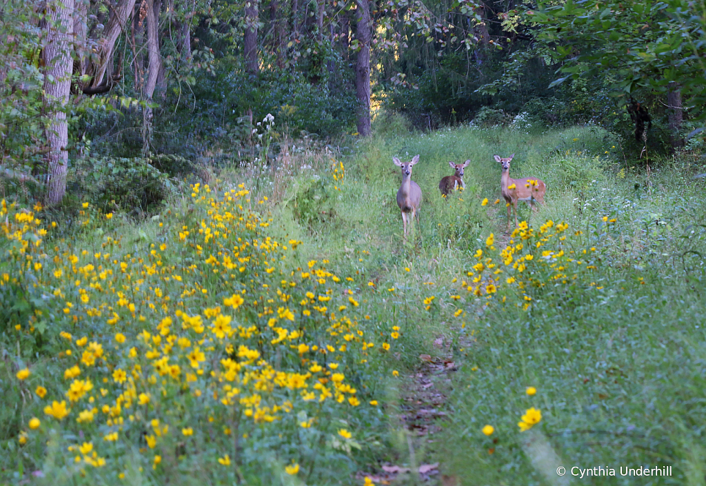 Deer in the Morning IMG_5391 - ID: 15853861 © Cynthia Underhill