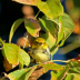 Black-throated Green Warbler IMG_5204 - ID: 15853871 © Cynthia Underhill