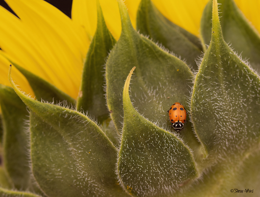 Ladybug in Sunflower - ID: 15853889 © Sherry Karr Adkins