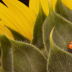 2Ladybug in Sunflower - ID: 15853889 © Sherry Karr Adkins