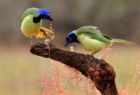 Two Green Jays