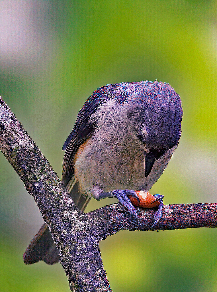 Working on an Almond