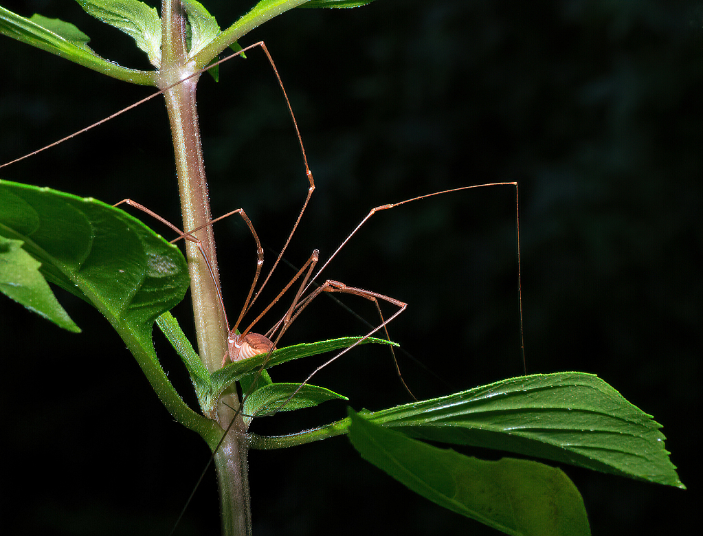 Daddy Long Legs - ID: 15854208 © Janet Criswell