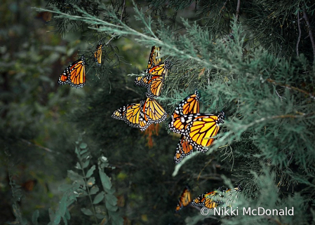 Fall Migrations - Monarch Butterflies