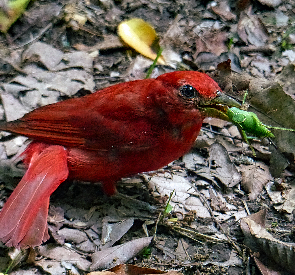 Happy Summer Tanager - ID: 15854338 © Janet Criswell
