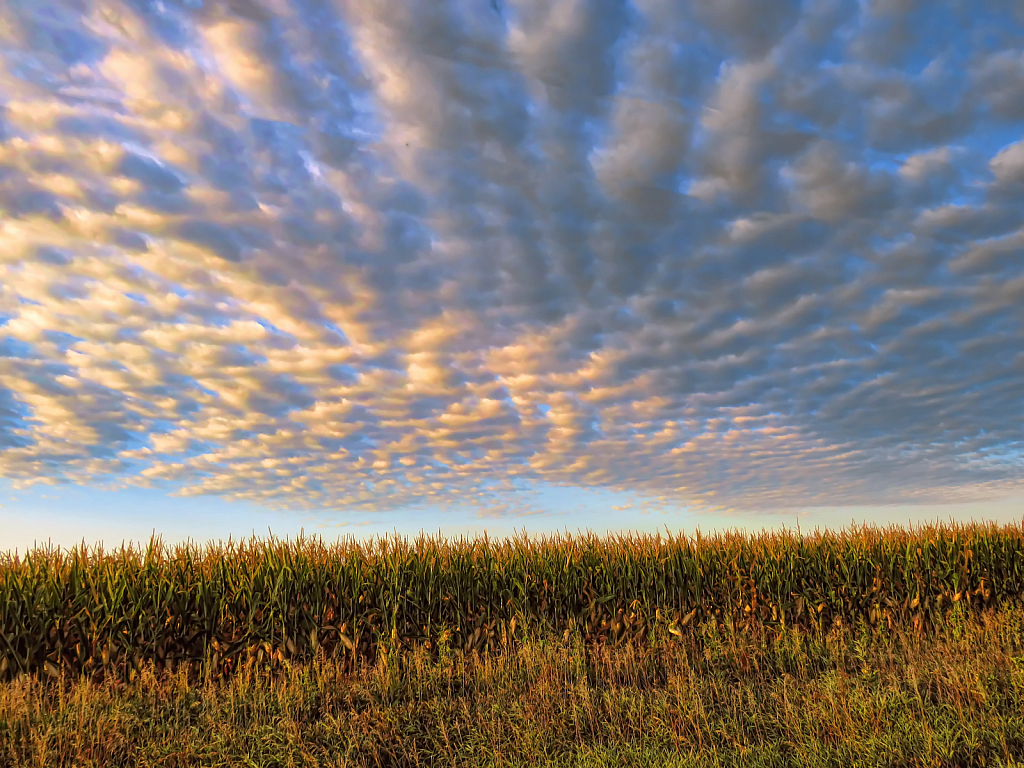 Clouds Over Corn Field