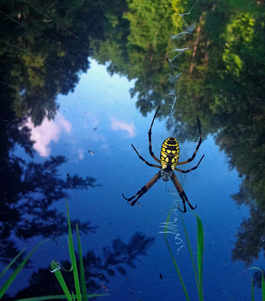 Spider! - ID: 15854473 © Janet Criswell