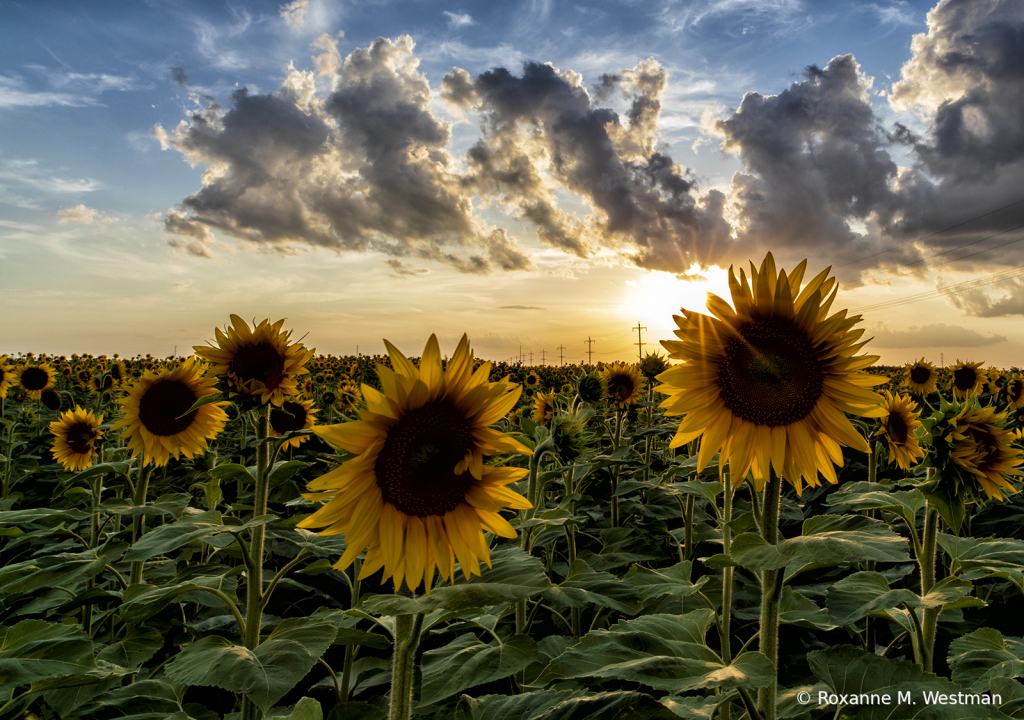 Sun peaking through sunflowers - ID: 15854512 © Roxanne M. Westman