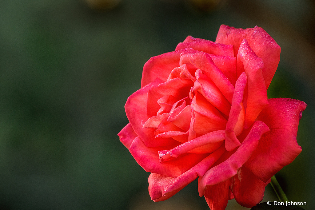 An Outstanding Brookside Rose 9-20-20 092