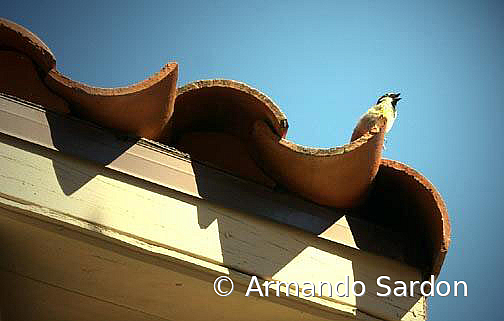 Whistler on the Roof