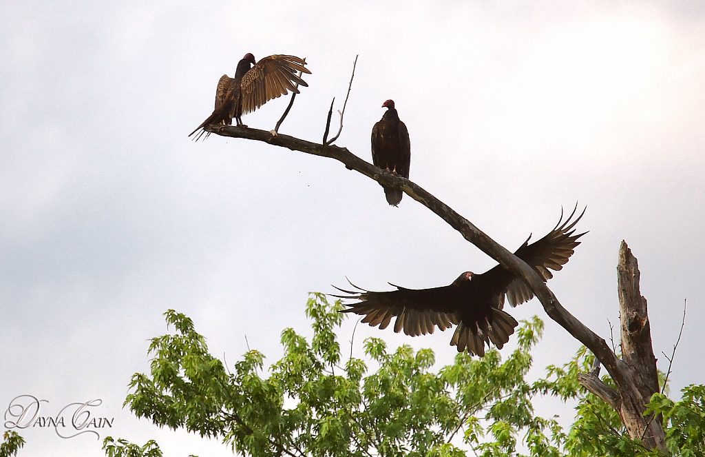 A Gathering Of Vultures