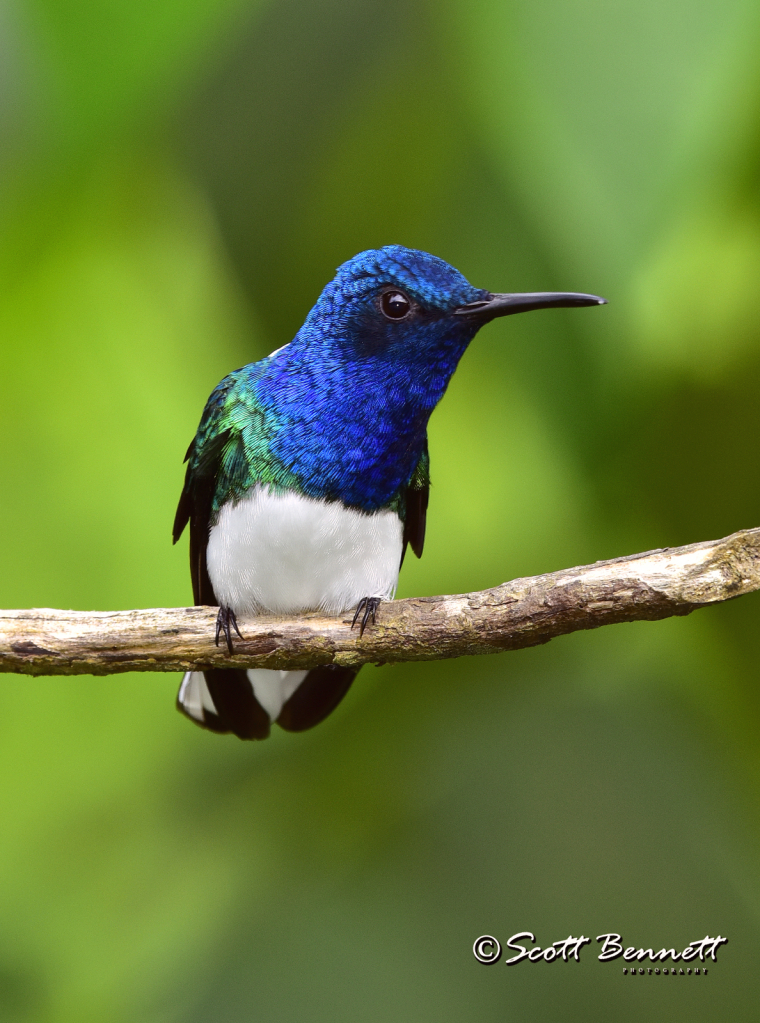 White-Necked Jacobin