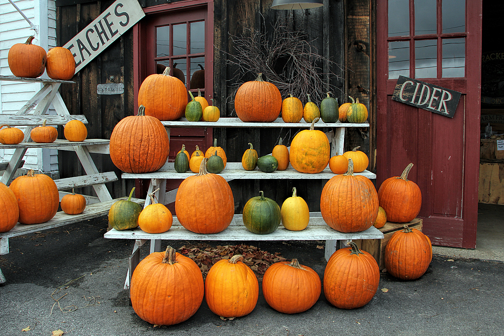 Lotsa Pumpkins!