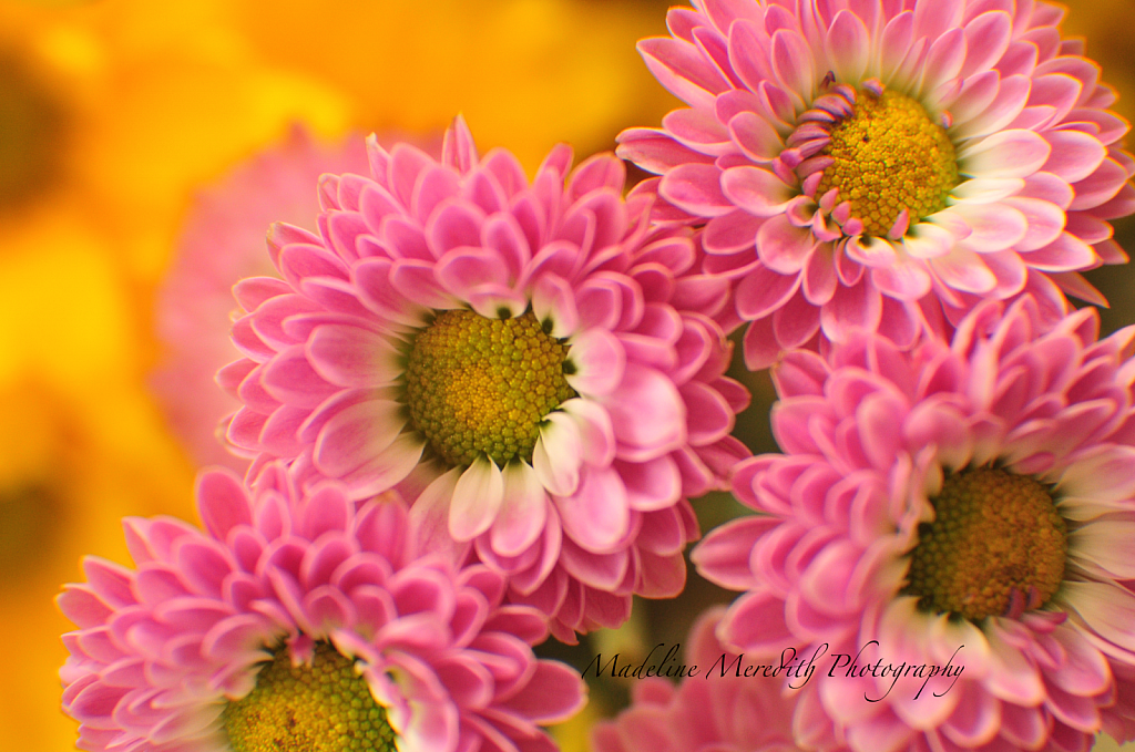 My flower collection  - ID: 15855934 © BoniRay Chaney