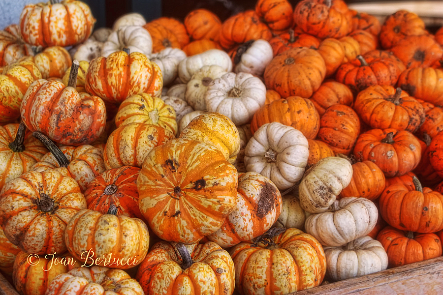 A Pile of Pumpkins