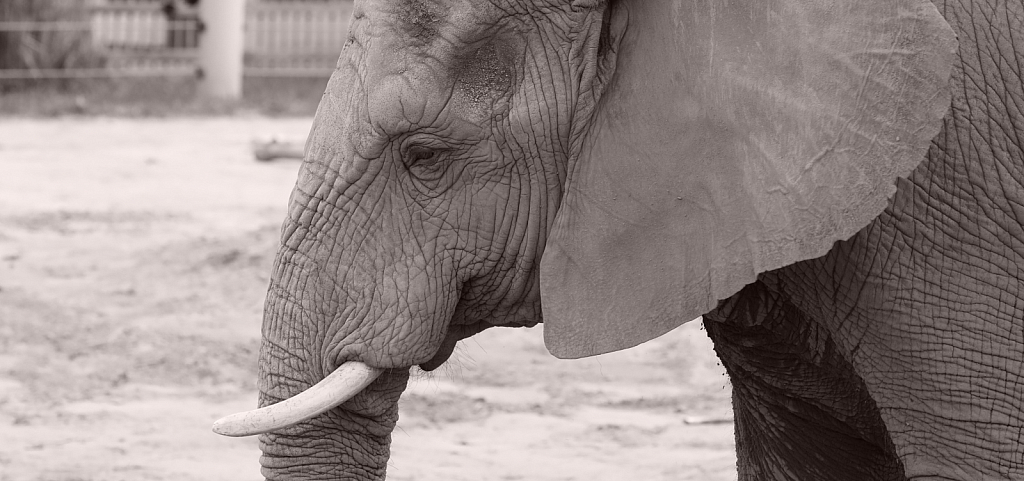 elephant panorama