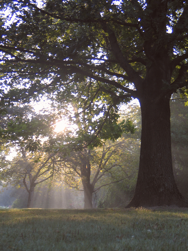 Inspiration - Local Park - Sunrays