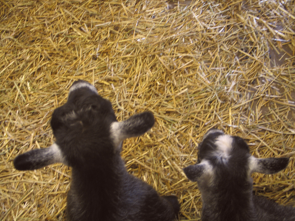 Resting barn animals