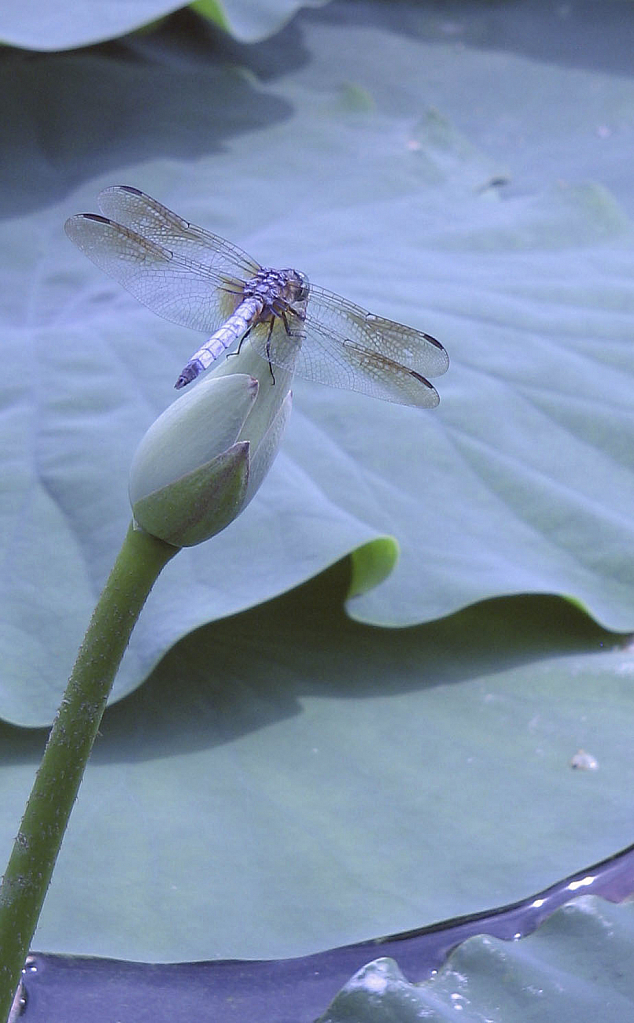 Dragonfly