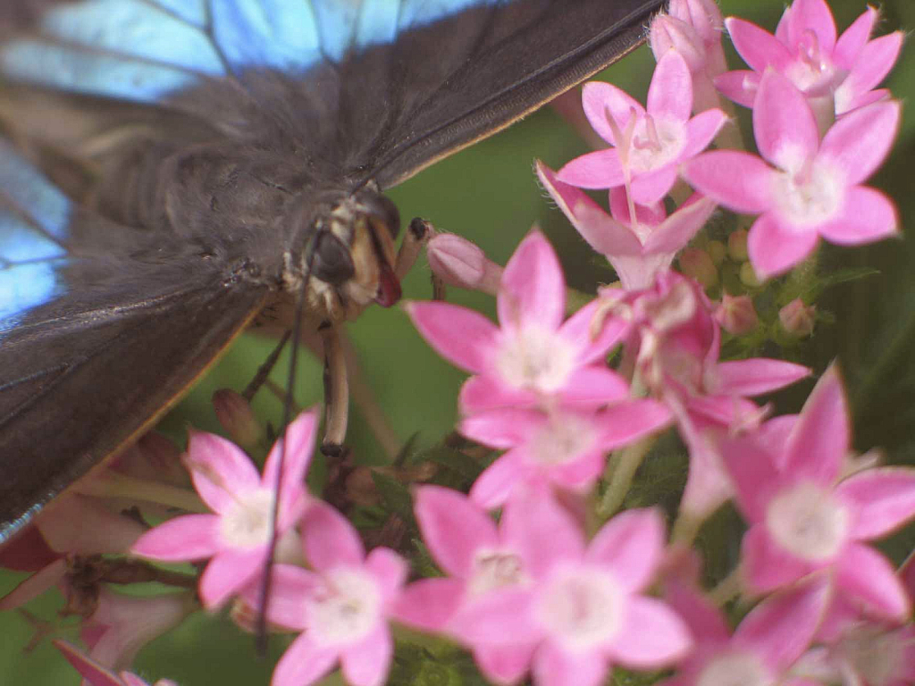 Butterfly with flower close-up