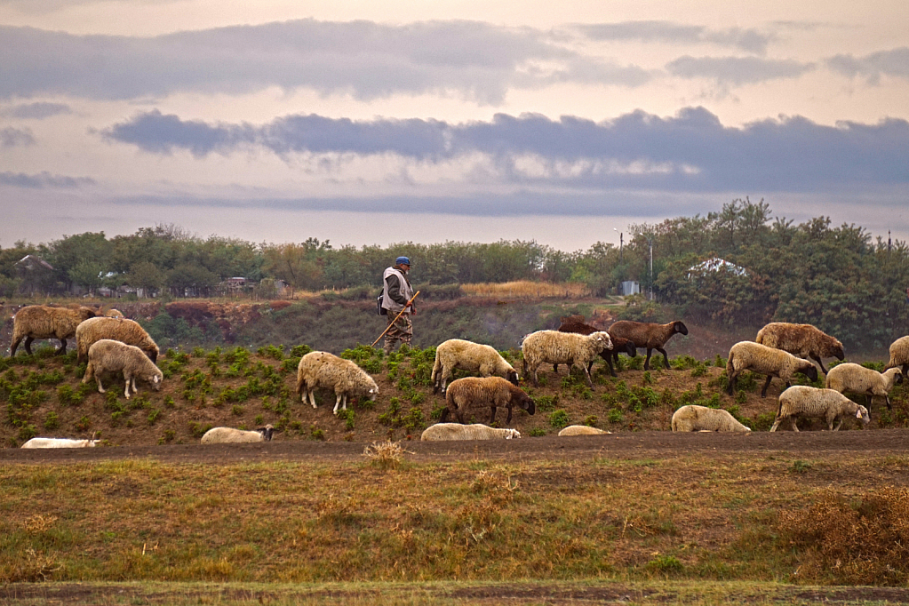 Shepherd with his flock 
